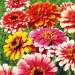 Насіння квітів Цинія (майори) "Карусель" 0,5г (уп.10шт)  Fazenda