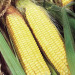 Семена Кукурузы сладкой "Бандюэль Бостон" F1, 20 г (уп. 5шт) Агромакси