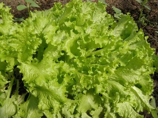 https://arita.ua/images/products/semena-salata-odesskiy-kucheryavec-10g-upi-10sht-agromaksi-1743726244-1517551348.jpg