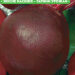 Семена Свеклы "Червона куля" 10г (уп.10шт) Fazenda
